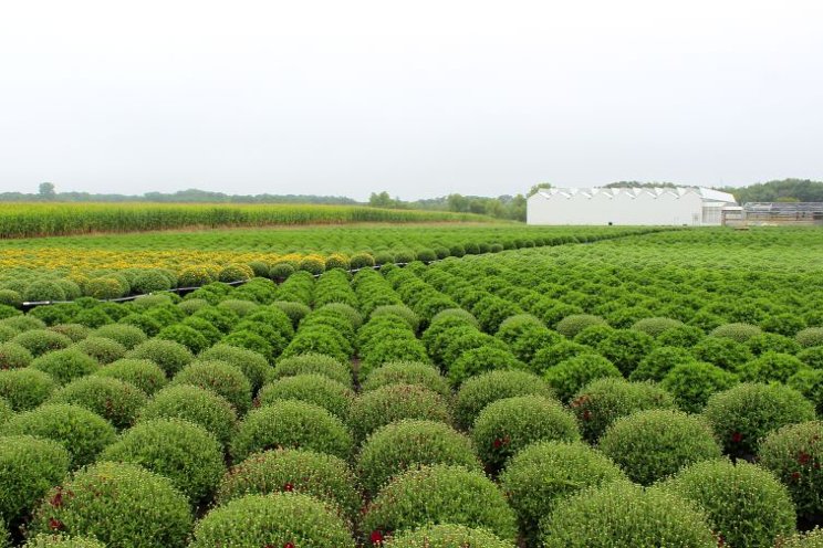 Best practices for growing garden mums and pot mums