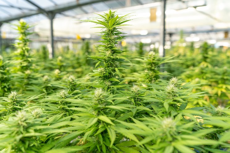 Canada’s cannabis ‘strategy table’ quietly met over summer Canada’s cannabis ‘strategy table’ quietly met over summer