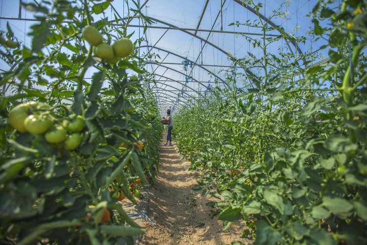 How ToBRFV varieties changed the tomato market in Greece How ToBRFV varieties changed the tomato market in Greece