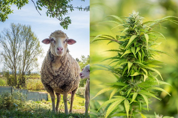 Sheep devour 600+ pounds of medical cannabis Sheep devour 600+ pounds of medical cannabis