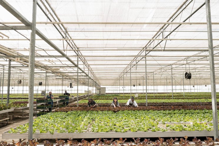 Shading screens to regulate the greenhouse climate