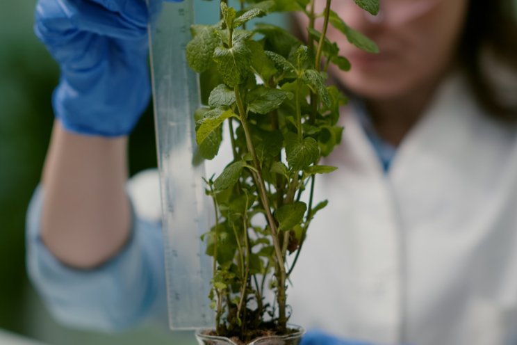 Nanobodies may be a game-changing on plant health