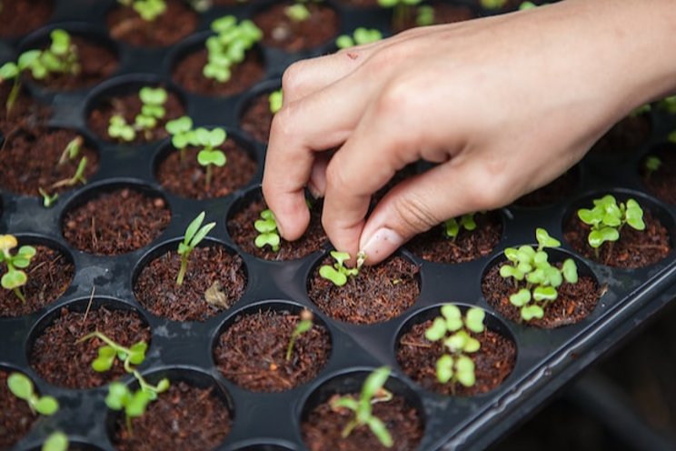 The rise and benefits of urban farming