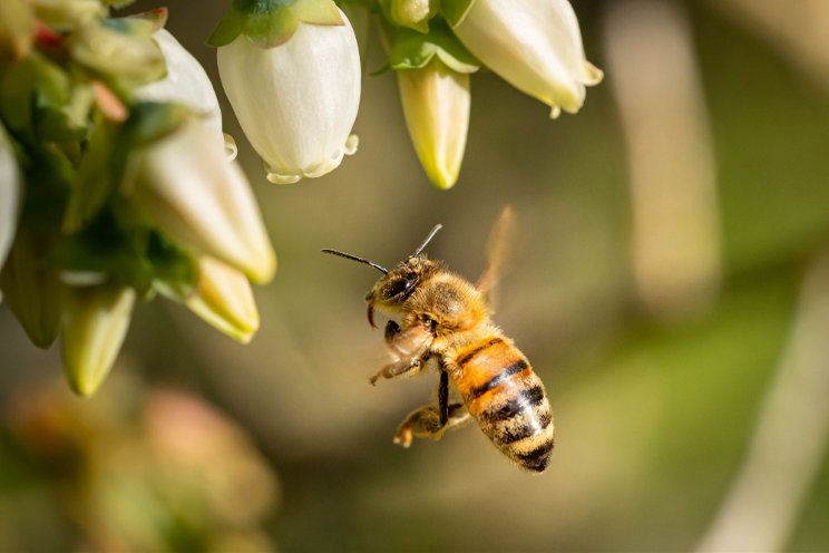 BeeHero unveils insights for almond pollination seasons BeeHero unveils insights for almond pollination seasons