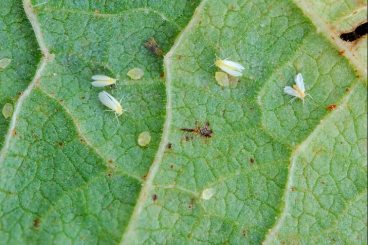 Bioinsecticide for whitefly control reaches the Brazilian market Bioinsecticide for whitefly control reaches the Brazilian market