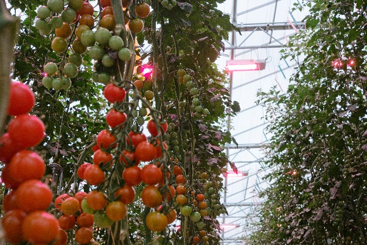 Research to conduct low-energy tomato cultivation