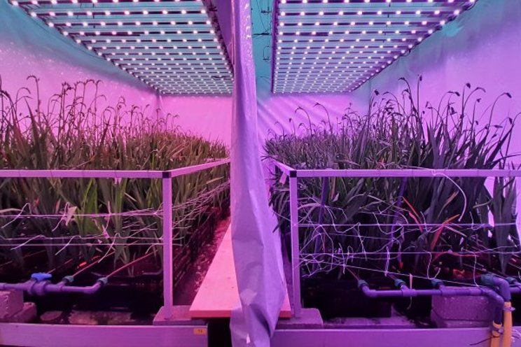 What is the best LED strategy for freesias? What is the best LED strategy for freesias?