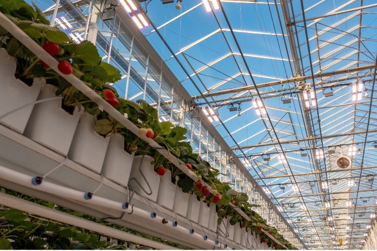 Mucci Farms chooses Sollum dynamic grow lights