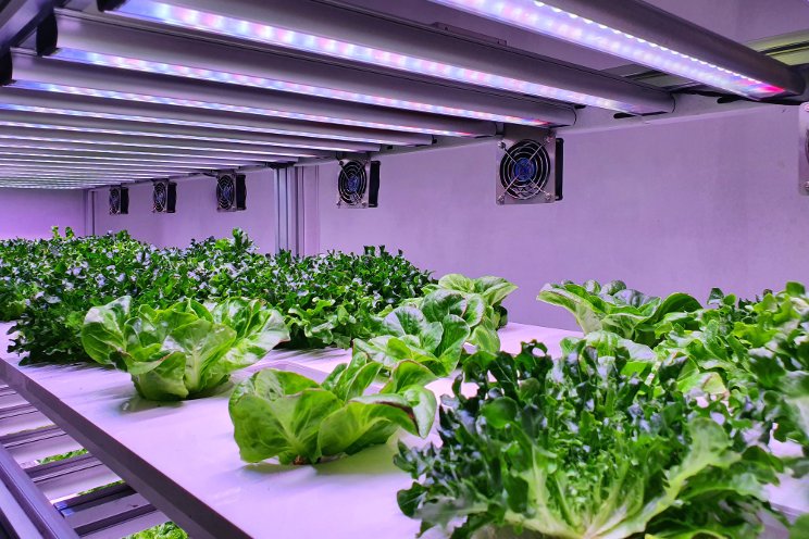 Could VF be the future of food production?
