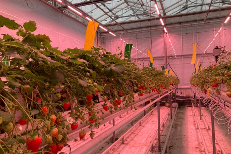 Continual strawberry yields defy winter dormancy