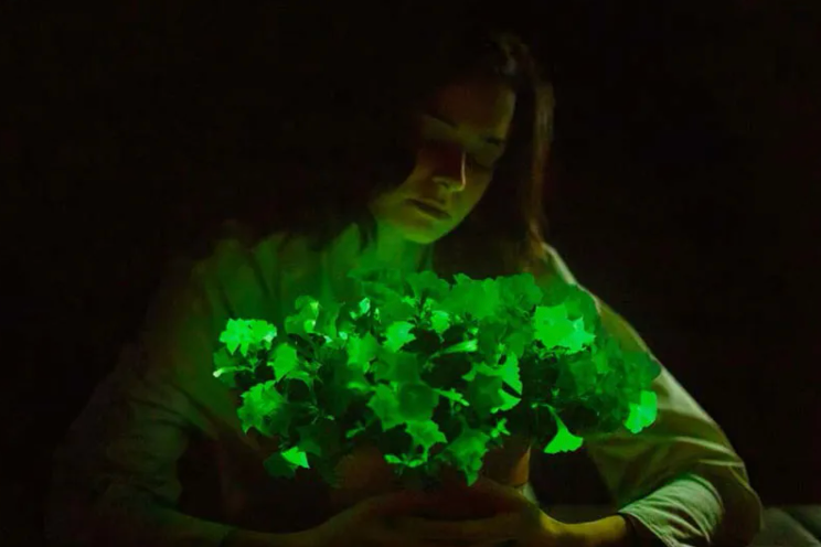 Bioluminescent petunias now available in the U.S.