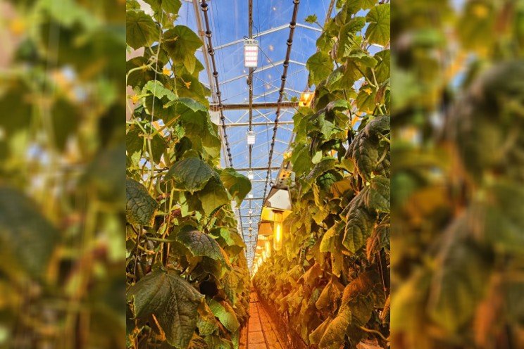 Cucumber lighting in a greenhouse with Valoya spectra Cucumber lighting in a greenhouse with Valoya spectra