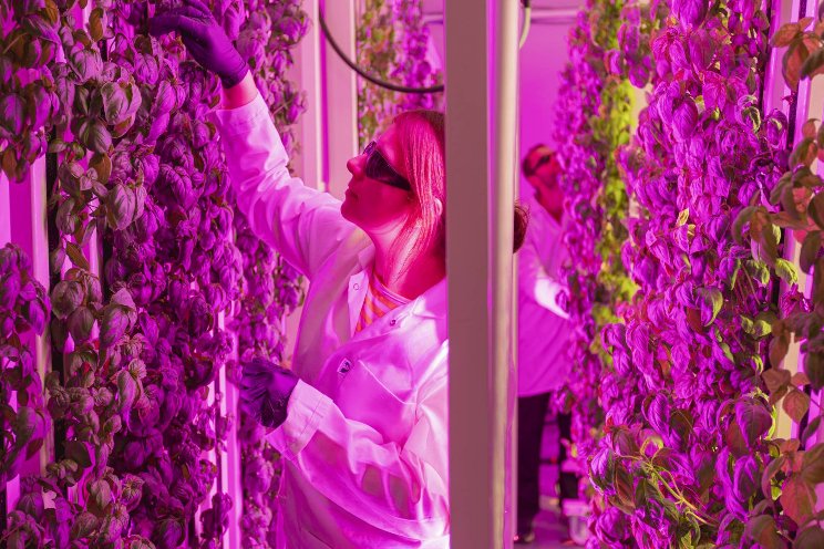 Vertical farming in the center of Krakow Vertical farming in the center of Krakow