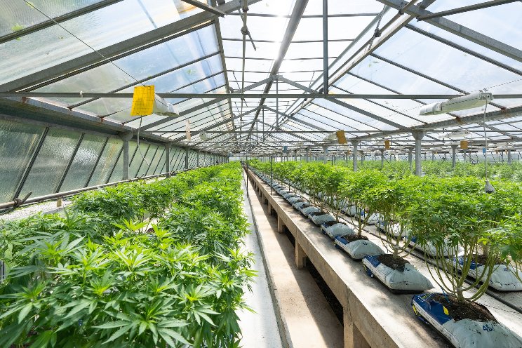 Medical cannabis producer partnership in growth strategy
