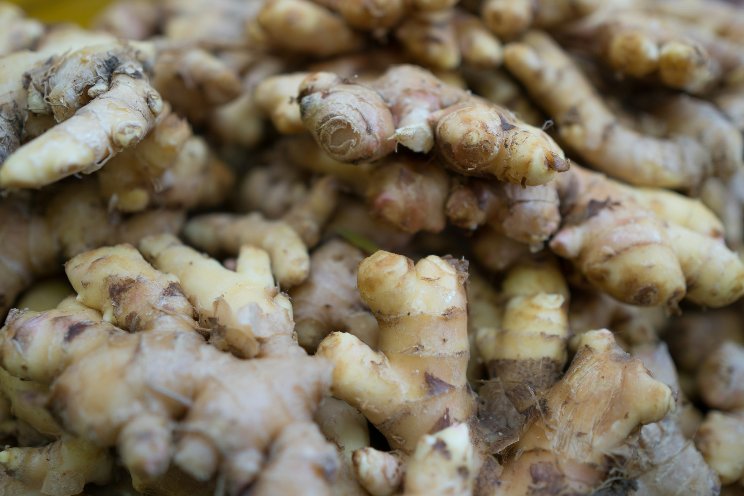 Screening native Bacillus strains against ginger bacterial wilt