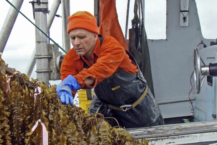 Saltwater farming transforms Arid regions into plentiful farms