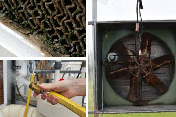 How to maintain your greenhouse's cooling pads and fans during summer How to maintain your greenhouse's cooling pads and fans during summer