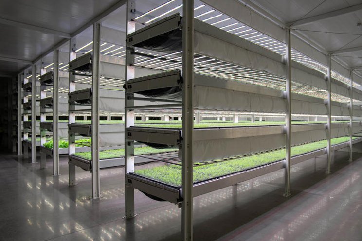 The high-tech greenhouse to bolster UAE’s food security