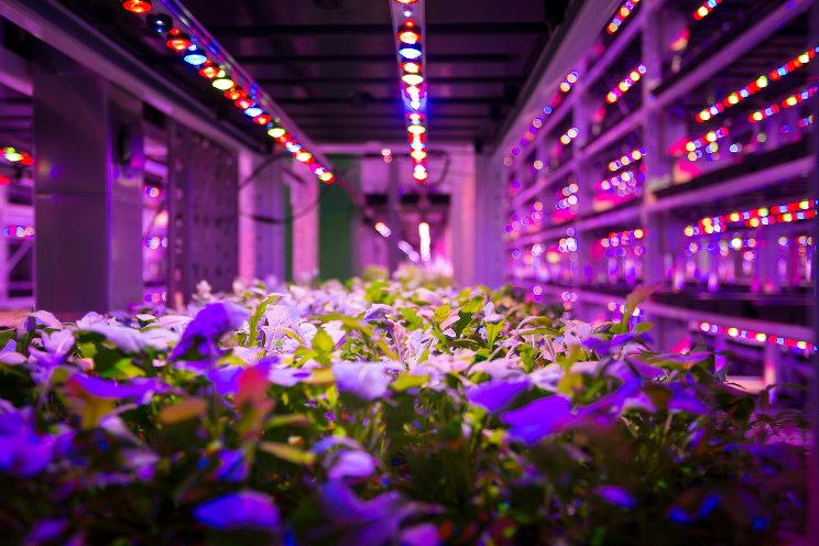 Growing under full LED: the opportunities and the challenges