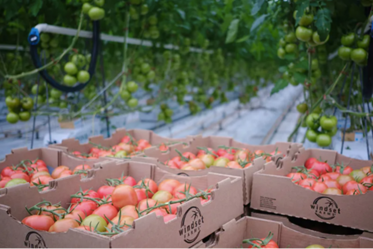 Windset Farms partners with Vancouver foodbank