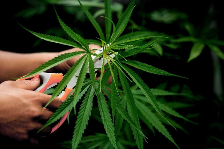 Albania legalizes medicinal cannabis to boost tax revenue Albania legalizes medicinal cannabis to boost tax revenue