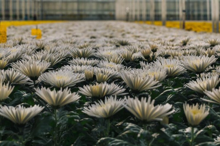 Crops thrive on soil biodiversity Crops thrive on soil biodiversity