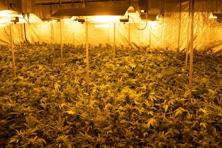 8 LED manufacturers to illuminate your new or existing grow 8 LED manufacturers to illuminate your new or existing grow
