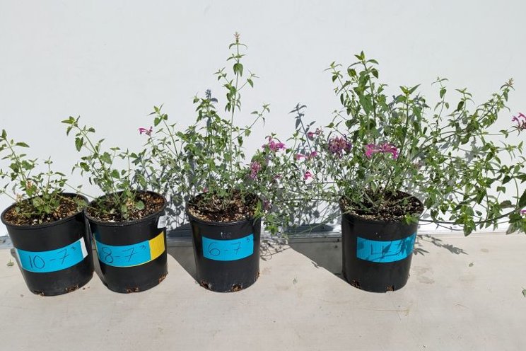 Chilling treatments can help delay flowering in certain Agastache species Chilling treatments can help delay flowering in certain Agastache species