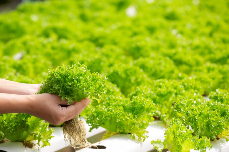 Hydroponic smart farming gains momentum in S.Africa