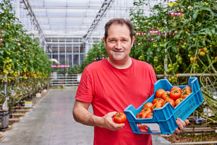 Belgian tomato grower expands with Philips LED
