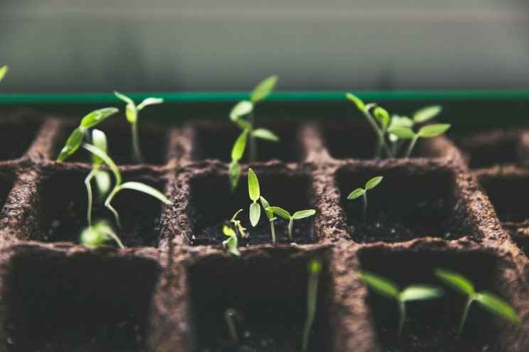 Growing plants in darkness: The promise of electro-ag in VF Growing plants in darkness: The promise of electro-ag in VF