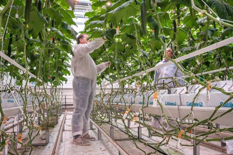 The feasibility of fully autonomous control in greenhouses
