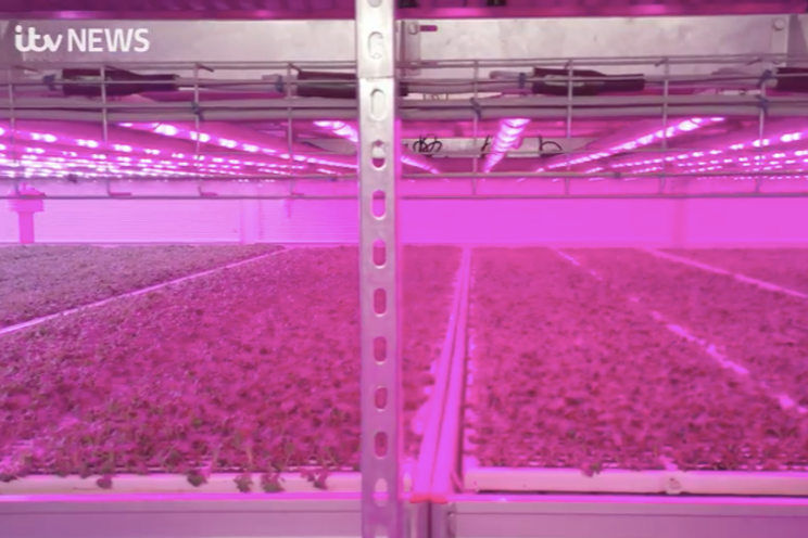 Kent's VF grows salad and tomatoes year-round Kent's VF grows salad and tomatoes year-round