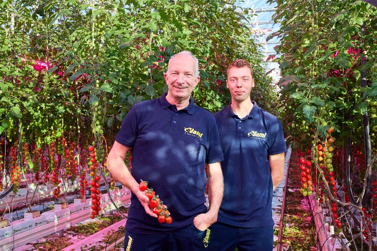Philips LED system replaces hybrid system at Jami Tomatoes