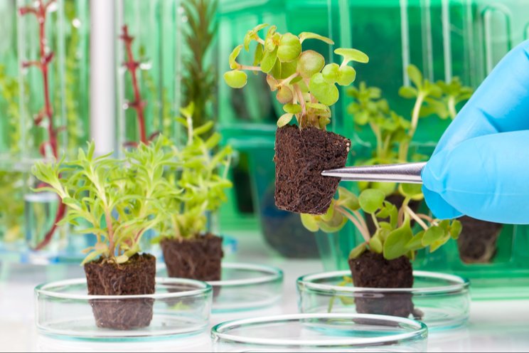 Bionema Group launches tender for cutting-edge plant health solutions Bionema Group launches tender for cutting-edge plant health solutions