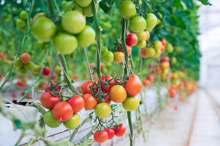 >20% light use efficiency exhibited in tomato trial