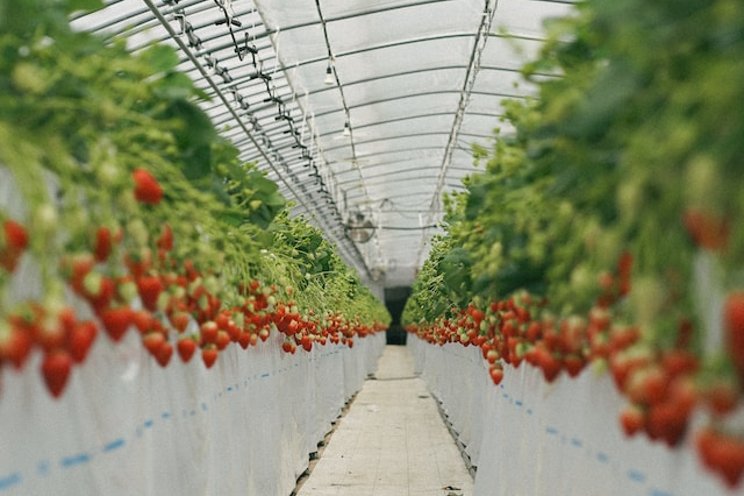 Fluence teams with growth media specialist on strawberries
