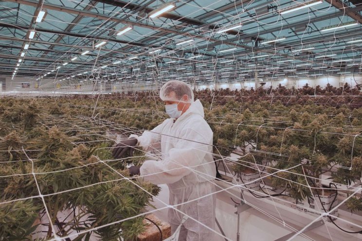 Medical cannabis group grows plan for listing Medical cannabis group grows plan for listing