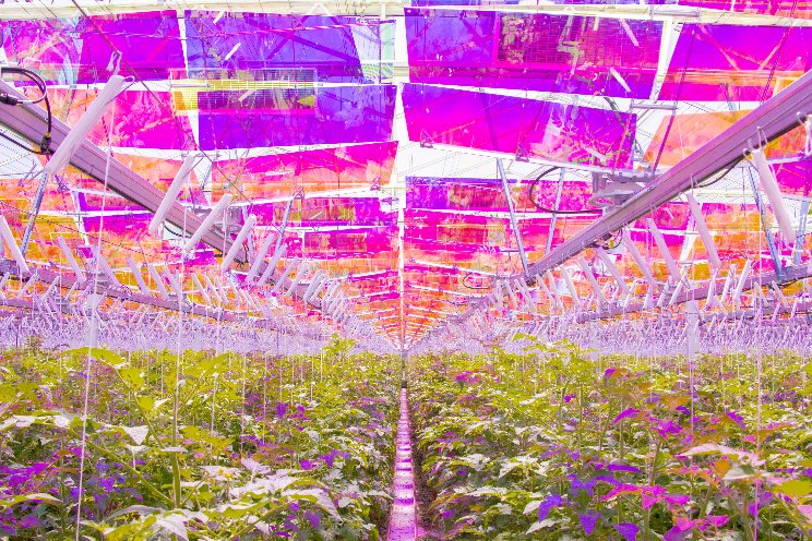 The Netherlands' first hectare-scale spectral filtering solar project -  Hortimedia