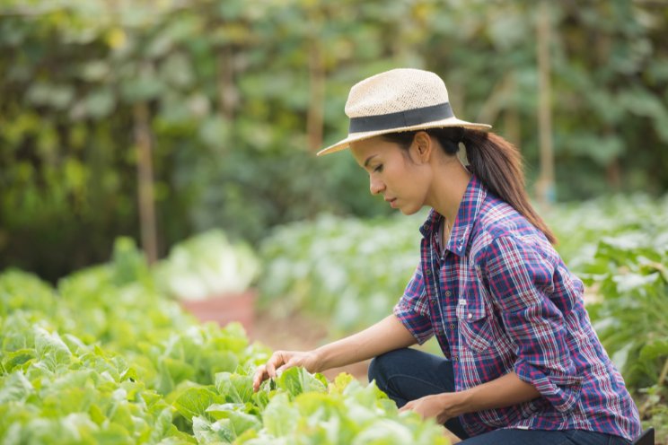 One Vietnamese farmer cultivates profits with organic vegetables One Vietnamese farmer cultivates profits with organic vegetables