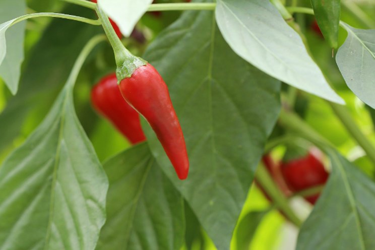 Dutch greenhouse studying effects of variable spectra on peppers