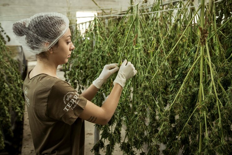 How Israel became the world leader in medical marijuana