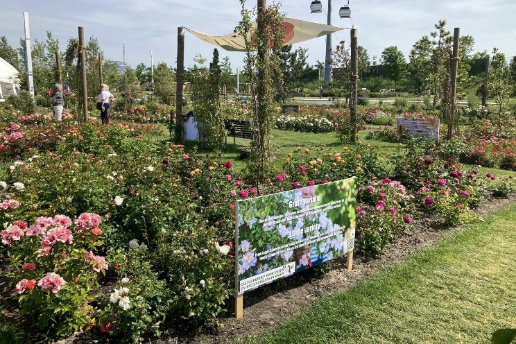 Dutch Culture Groups for Roses and Rootstocks join forces