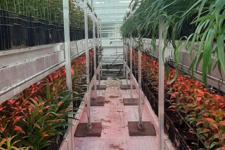 Mimicking autumn in a lily greenhouse Mimicking autumn in a lily greenhouse