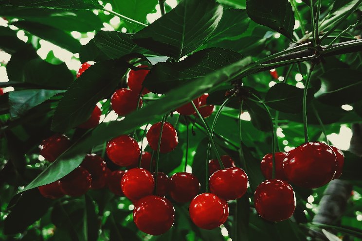 Positive end of season for Chilean cherries