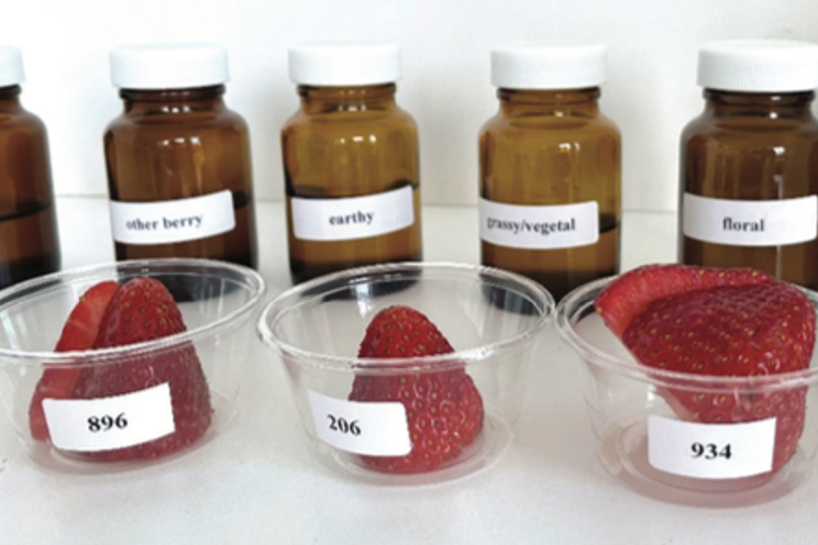 Defining the sensory profiles of fresh berries
