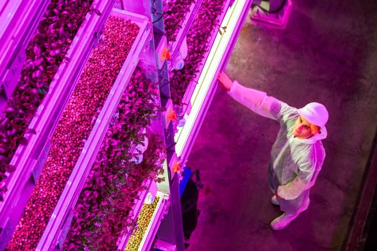 UK vertical farm secures Red Tractor and Global GAP accreditations