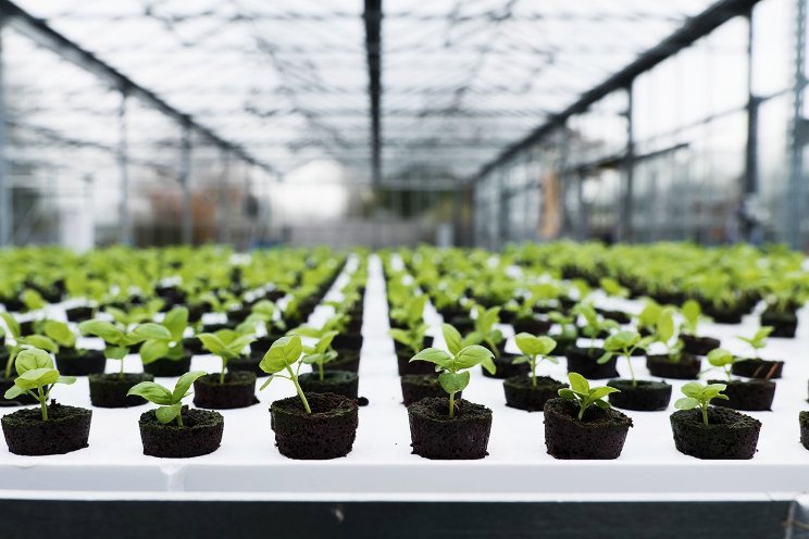 LettUs Grow and CambridgeHOK announce strategic partnership LettUs Grow and CambridgeHOK announce strategic partnership