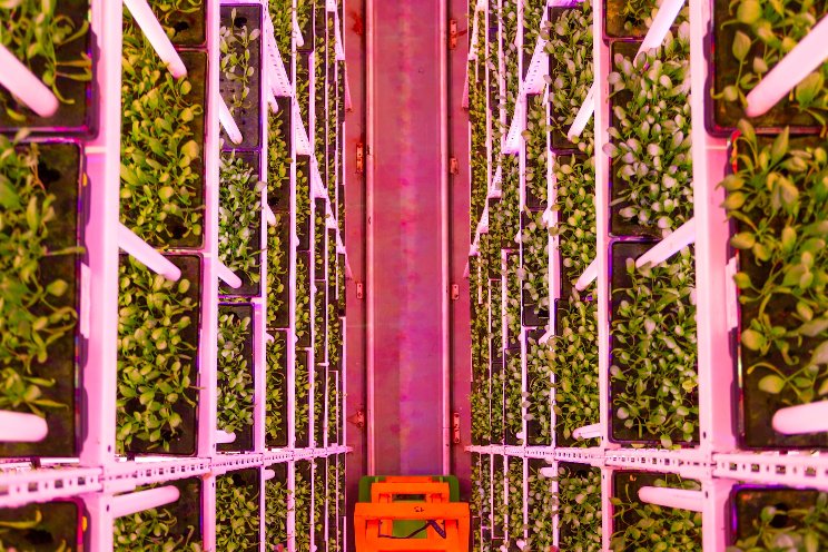 Vertical farming is making progress, but not profits