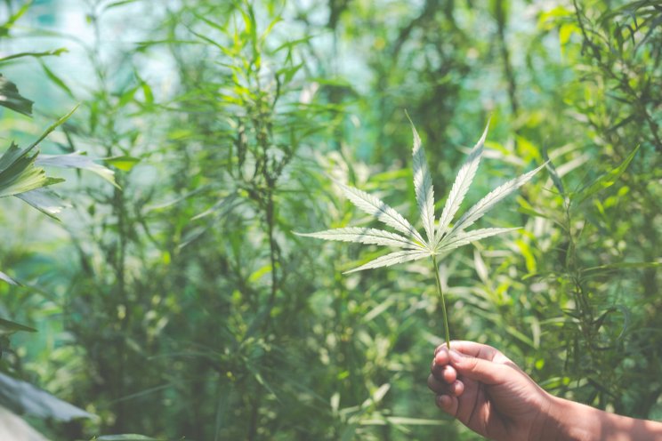 Cannabis cultivation for medicinal purposes in Tasmania
